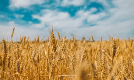 Tras una semana a la alza los precios del trigo, maíz y soya cedieron