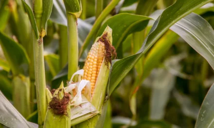 Crece disputa comercial  por prohibición de exportaciones de maíz transgénico de Estados Unidos a México bajo el T-MEC